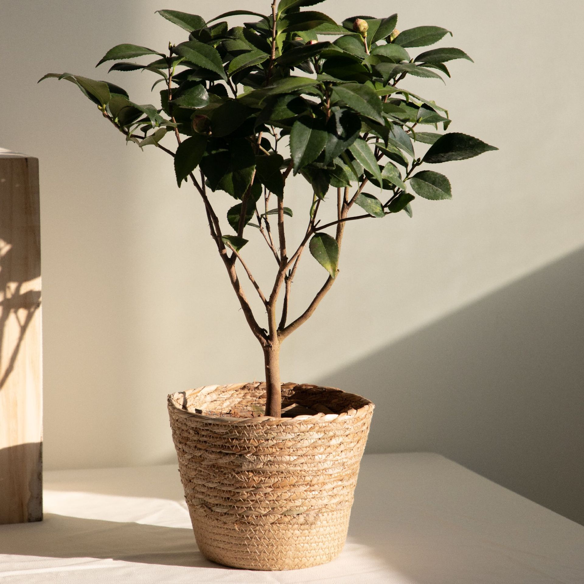 Cesto portaoggetti multiuso in - Rattan Plant Basket recensione e prezzo