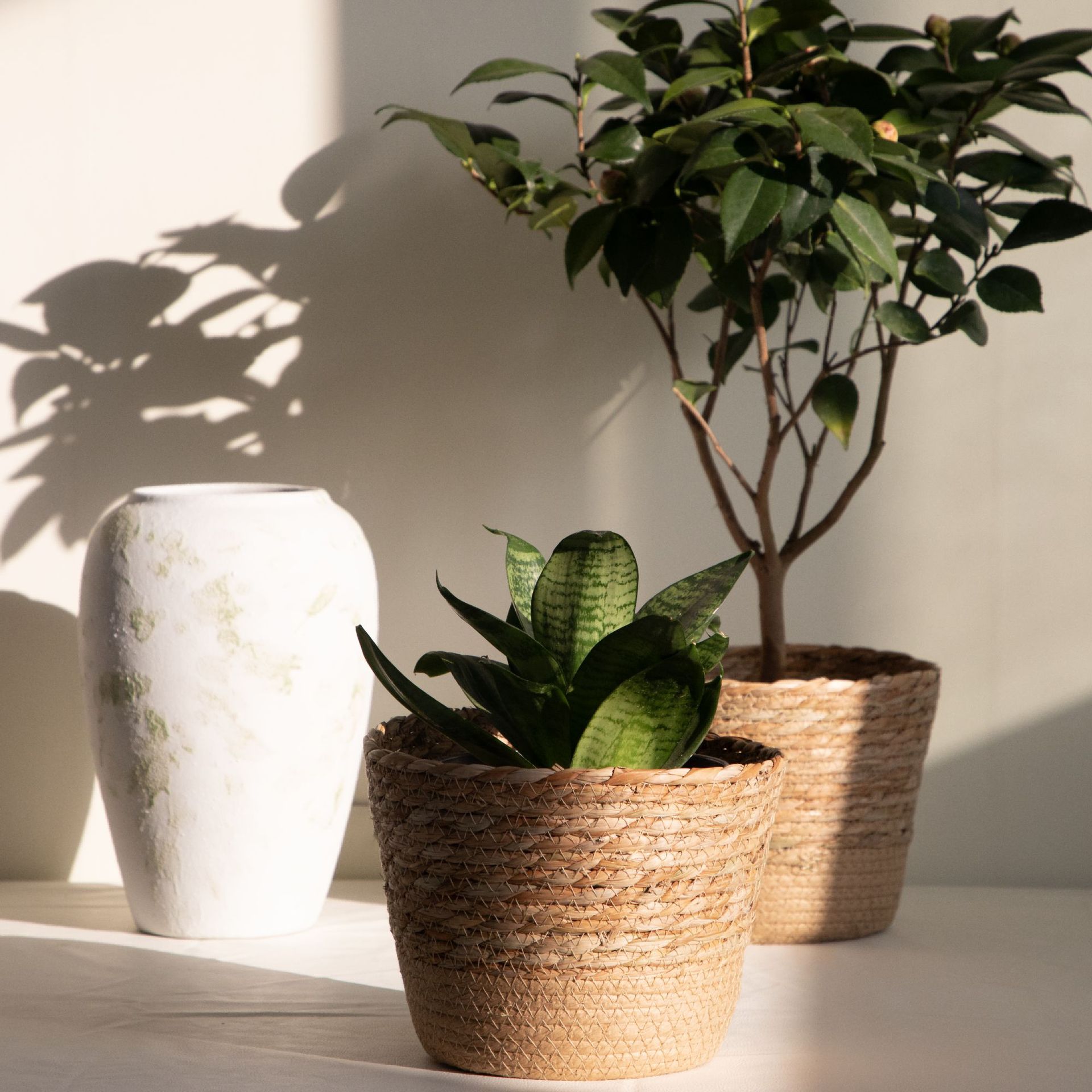 Cesto portaoggetti multiuso in - Rattan Plant Basket recensione e prezzo